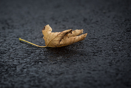 brown dried leaf on black textile thumbnail