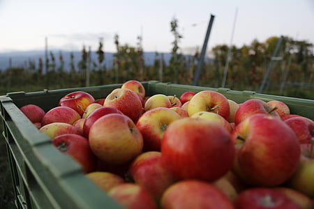 apples in basket thumbnail