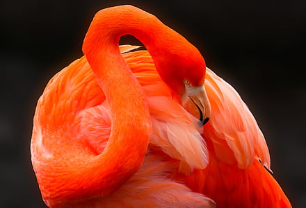 orange flamingo thumbnail