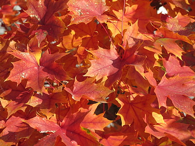 stack maple leaf thumbnail