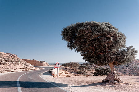 green leafed tree near gray empty road thumbnail