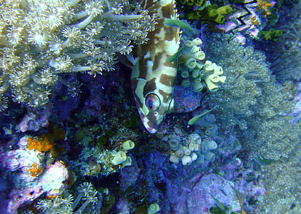 green and gray fish beside green coral reef thumbnail