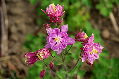 closeup photography of purple petaled flowers thumbnail
