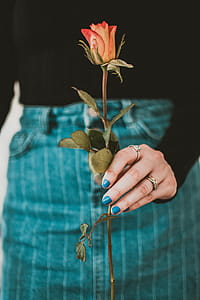 Person Holding Red Rose thumbnail