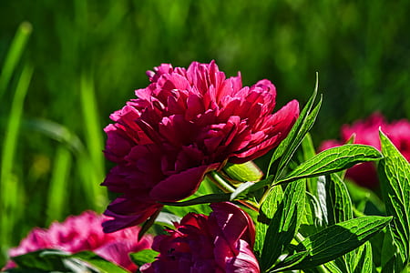 pink flowers thumbnail