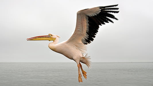 white and black pelican bird flying over body of water at daytime thumbnail