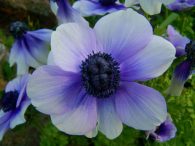 purple petaled flower thumbnail