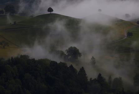 green trees and white mist thumbnail