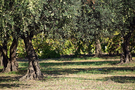 green leafed trees at daytime thumbnail