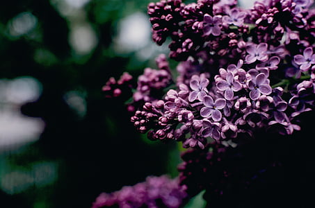 purple flowers blooming during daytime thumbnail