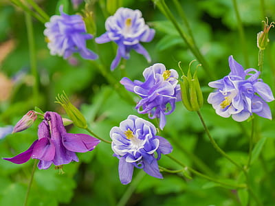 selective focus photography of purple flowers thumbnail
