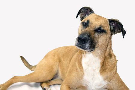 adult brown American pit bull terrier thumbnail