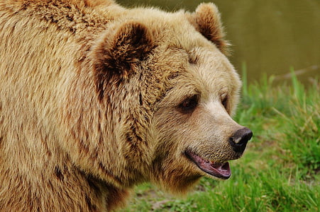 brown bear on green grass thumbnail