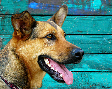 adult black and tan German shepherd thumbnail