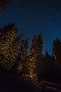 green pine trees photography during night time thumbnail