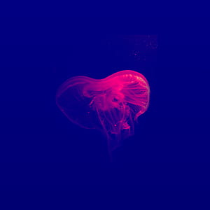 Jellyfish under water thumbnail