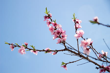 pink cherry blossoms at daytime thumbnail