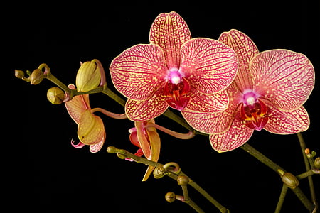 pink petaled flowers thumbnail