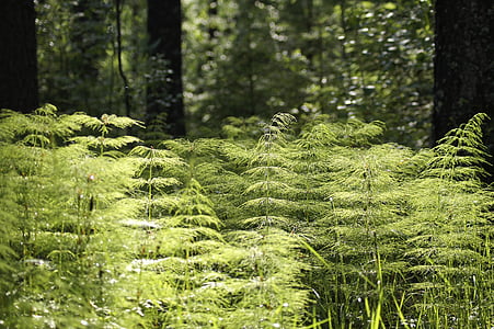 green leafed plants thumbnail