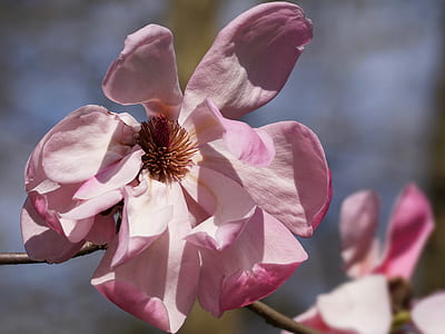 close-up photo of pink petaled flower in bloom thumbnail