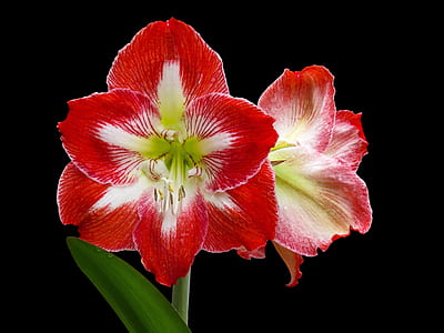 closeup photography of red-and-white Amaryllis flowers in bloom thumbnail