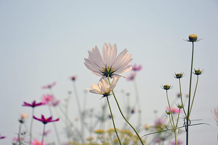 pink and white cosmos flowers closeup photo thumbnail