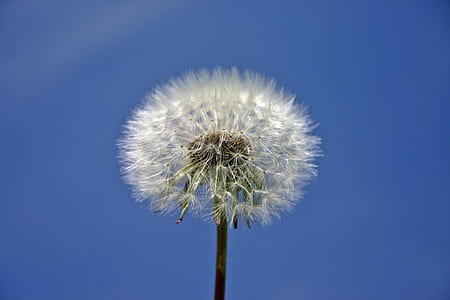 withered dandelion under blue sky thumbnail