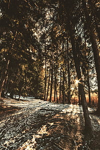 tall green leafed trees during daytime thumbnail