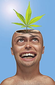 green cannabis plant on man's head thumbnail