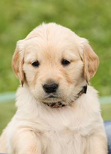 selective focus photography of Golden retriever puppy thumbnail