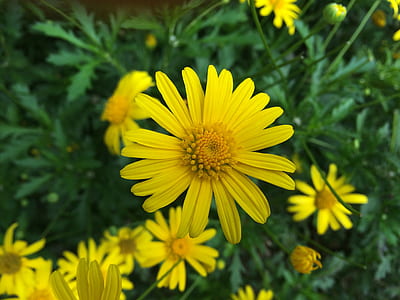 flowers, garden, petals, blur thumbnail