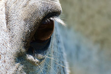 horse, mold, eye, close thumbnail