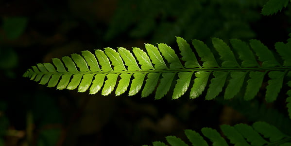 closeup photo of green leaf plant thumbnail