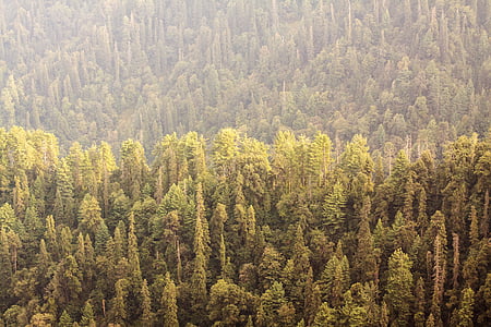aerial view of forest thumbnail