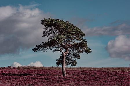 green leafed tree surrounded by purple plants thumbnail