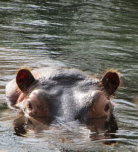 black hippopotamus sinking in calm body of water thumbnail