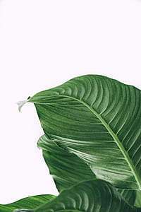 close-up photo of green leafed plant thumbnail