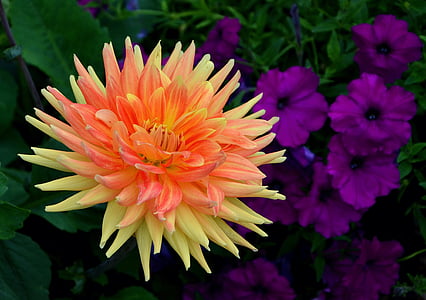 selective focus photography of chrysanthemum flower thumbnail