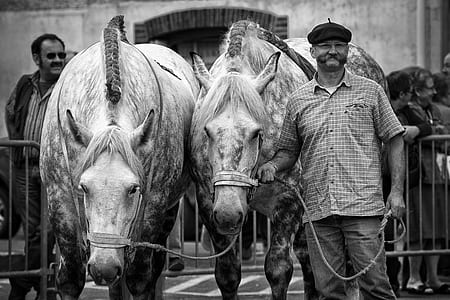 grayscale photo of man holding rope connected to horses thumbnail
