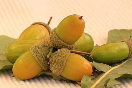 bunch of acorns thumbnail