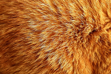 close-up photo of brown fur thumbnail