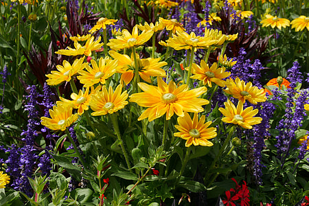 yellow gazania and lavender flowers thumbnail