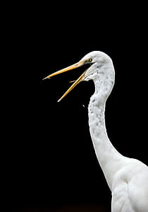 white bird with black background thumbnail