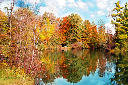 brown and yellow trees beside swamp during daytime thumbnail