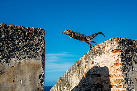gray and black reptile jumping from rocks formation thumbnail