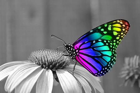 multicolored monach butterfly thumbnail