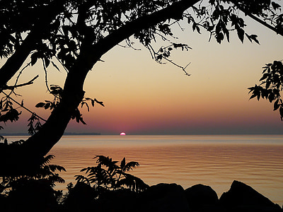 silhouette photo of trees near body of water thumbnail