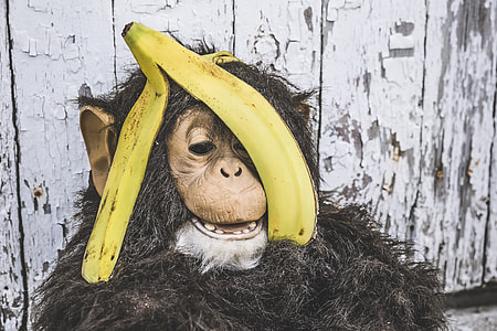 brown and black monkey with banana peel thumbnail