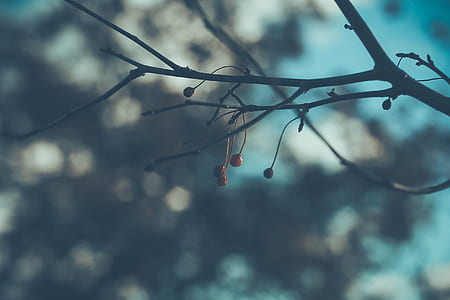 selective focus photo of round brown fruit thumbnail