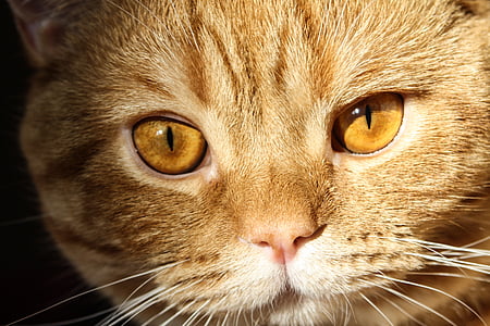 orange tabby cat thumbnail